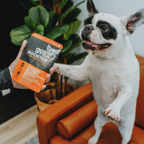 GO! Solutions Immune Health Shredded Chicken + Salmon Booster Dog Food Topper, additional view 3