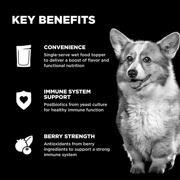 GO! Solutions Immune Health Shredded Chicken + Salmon Booster Dog Food Topper, additional view 2