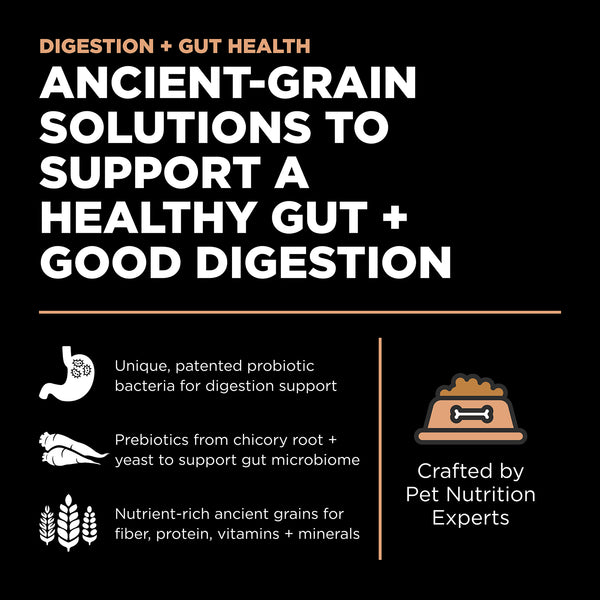 Petcurean GO! Solutions Digestion + Gut Health Salmon with Ancient Grains Dry Cat Food, additional view 1