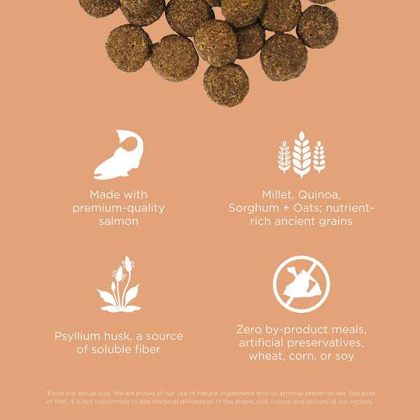 GO! Solutions Digestion + Gut Health Salmon with Grains Dry Dog Food, additional view 2