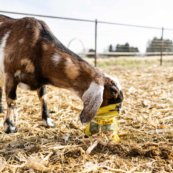 Goat with its head in a bag of Standlee Grazlee Banana Goat Treats