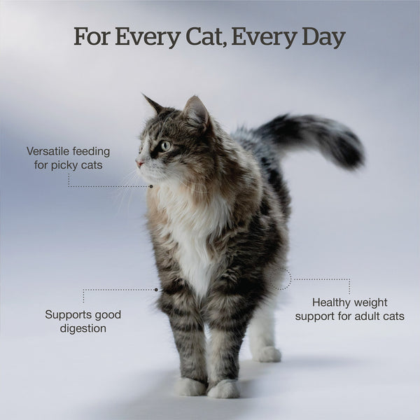 Petcurean Now Fresh Good Gravy Grain Free Chicken Dry Cat Food, additional view 3