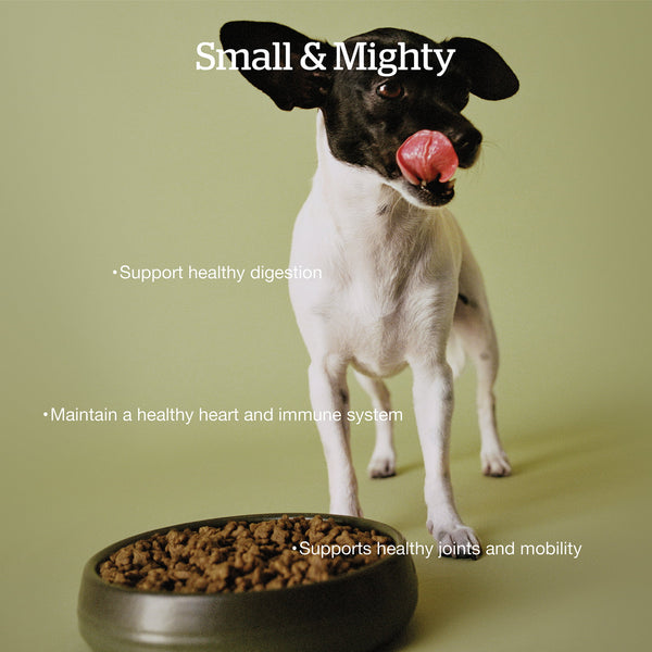 Now Fresh Grain Free Small Breed Senior Turkey, Salmon & Duck Dry Dog Food (Special Order), additional view 1