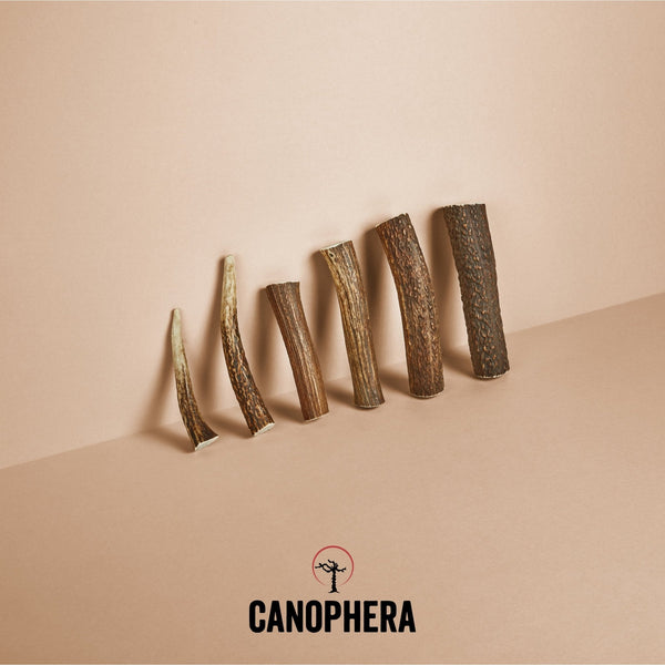 Canophera Whole Red Deer Antler Dog Chew