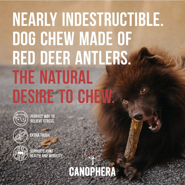 Canophera Whole Red Deer Antler Dog Chew, additional view 2