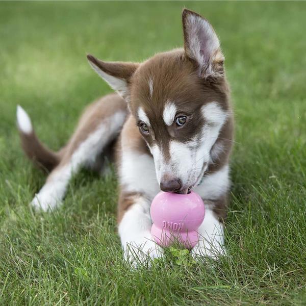 Kong Stuff'n Paste Puppy Easy Treat