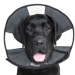 ZenCone Soft Recovery Large Collar