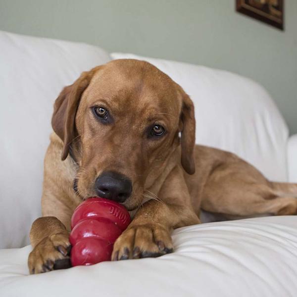 KONG Stuff'N Snacks Peanut Butter Recipe Dog Treats Dog Laying