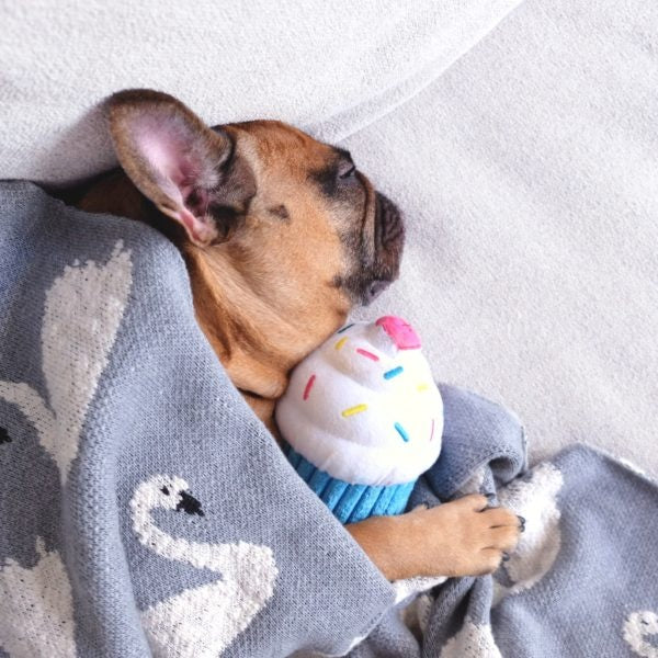 ZippyPaws Blue Cupcake Plush Dog Toy, dog with the toy