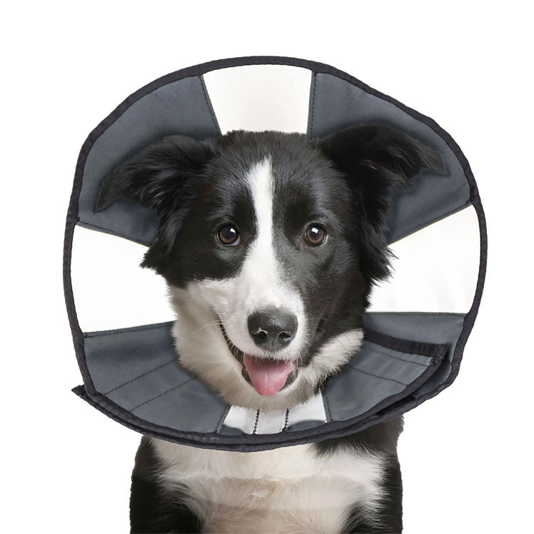 Dog cone hot sale medium