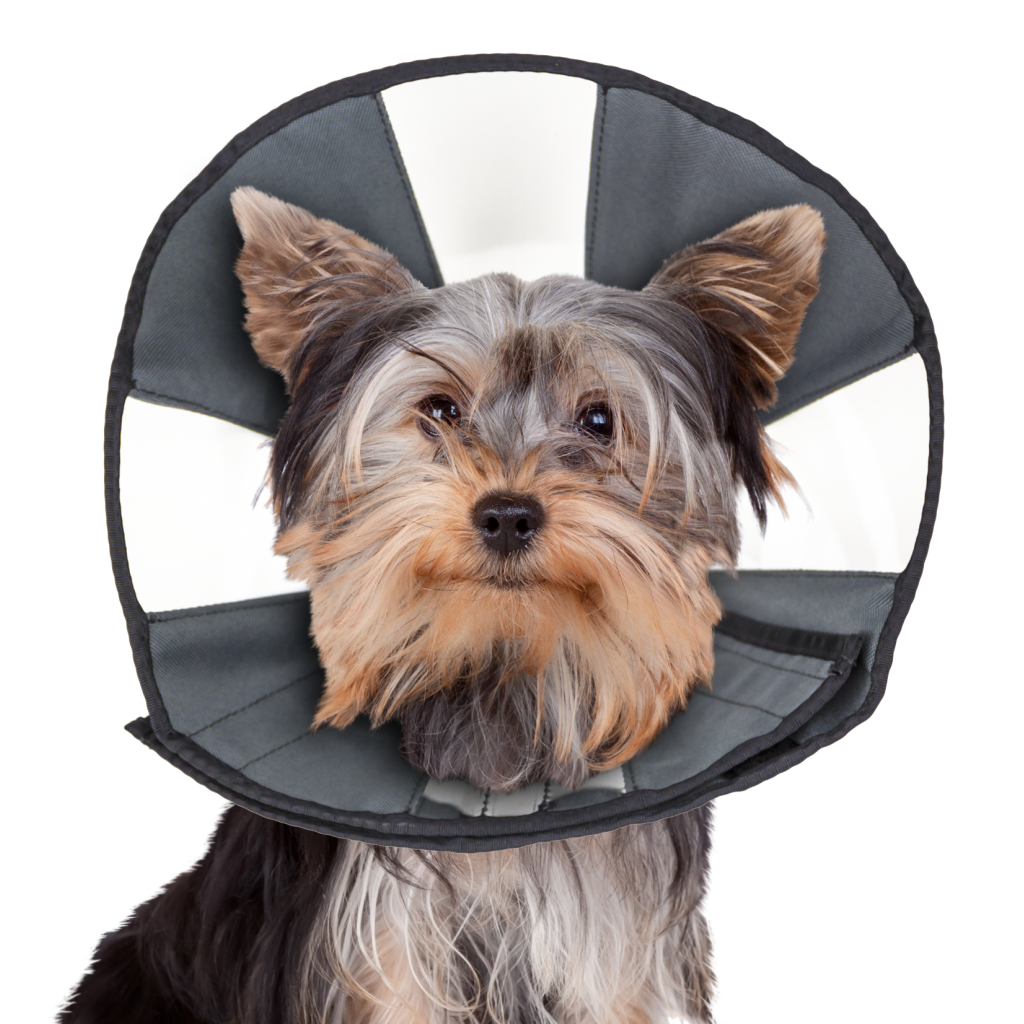 Zen Cone Soft Recovery Cone - Small Collar